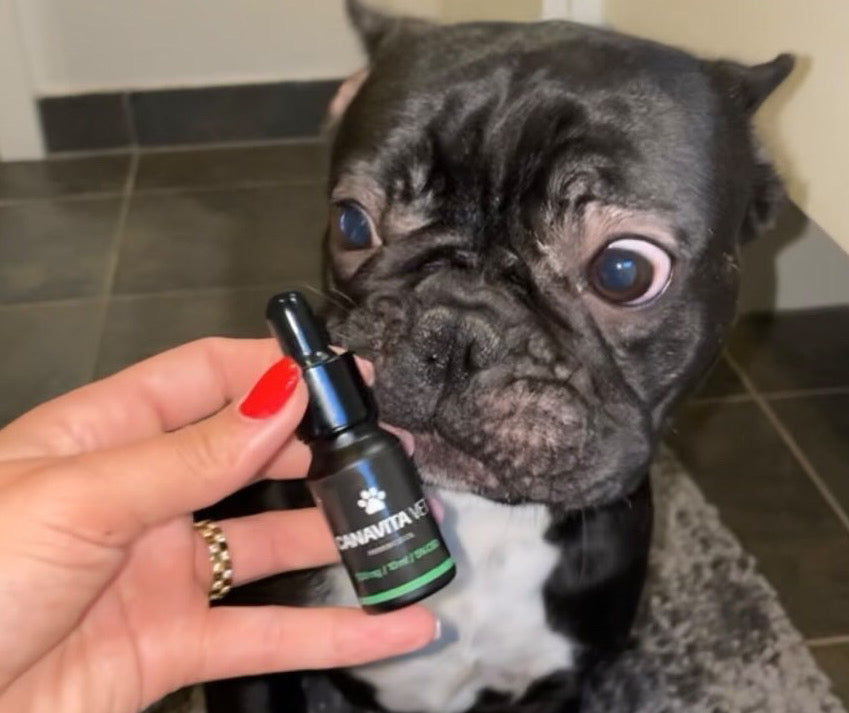 MIAS FRANSKE BULLDOG SLAP AF MED SIN KLØE MED CBD OLIE FRA CANAVITA