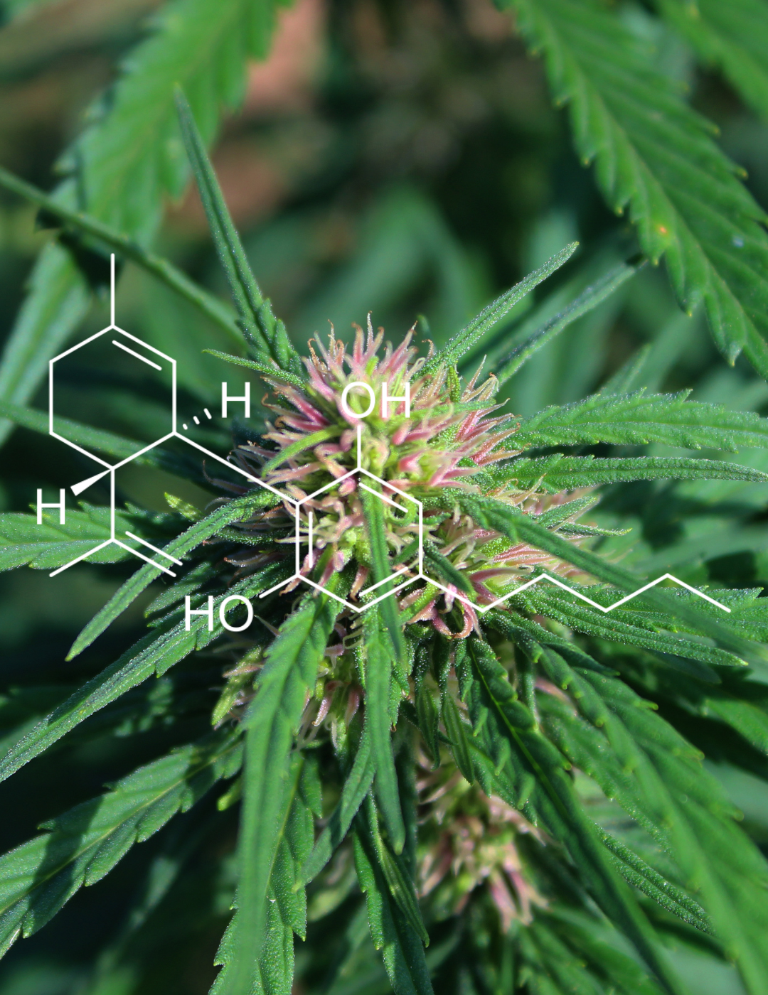 What is full spectrum CBD?