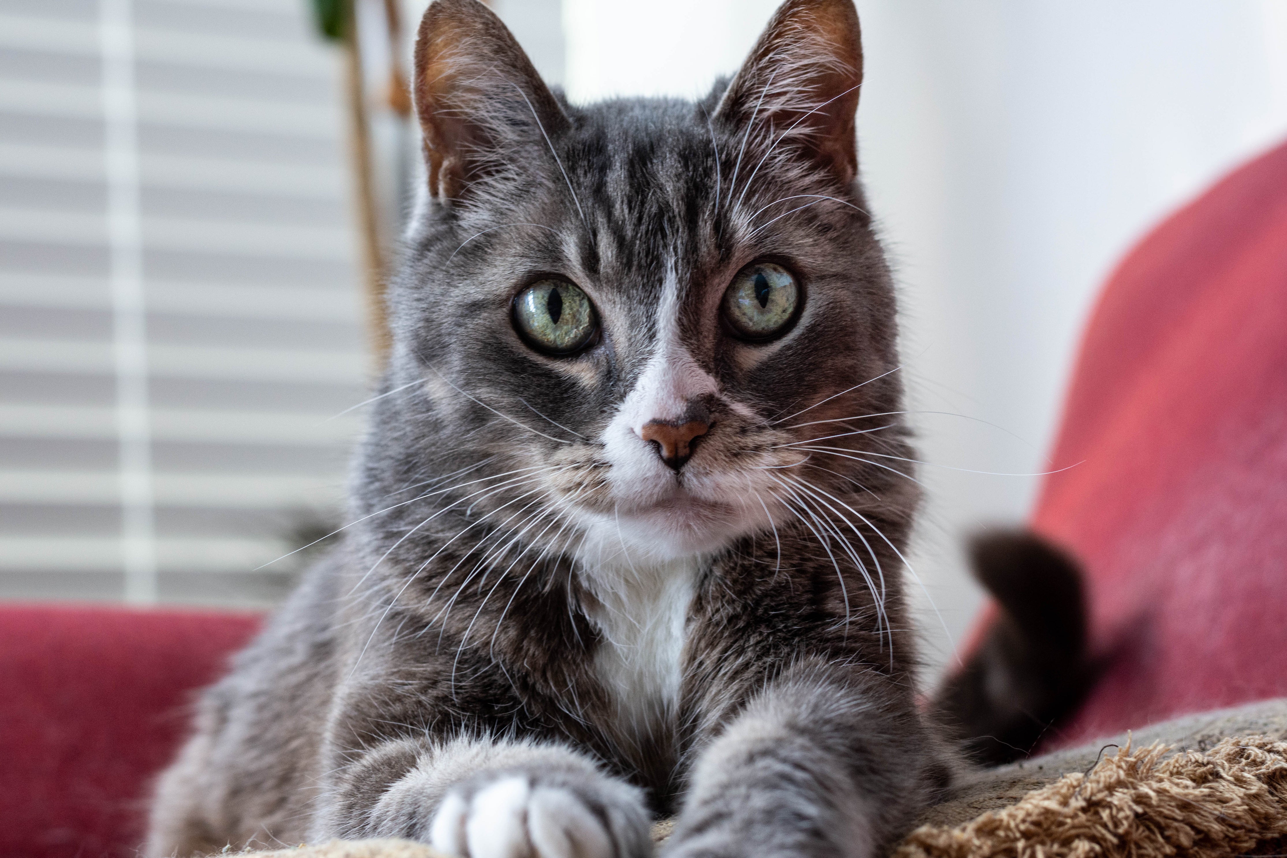 CBD olie til katte 