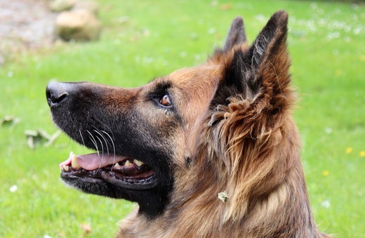 CBD olie til hunde