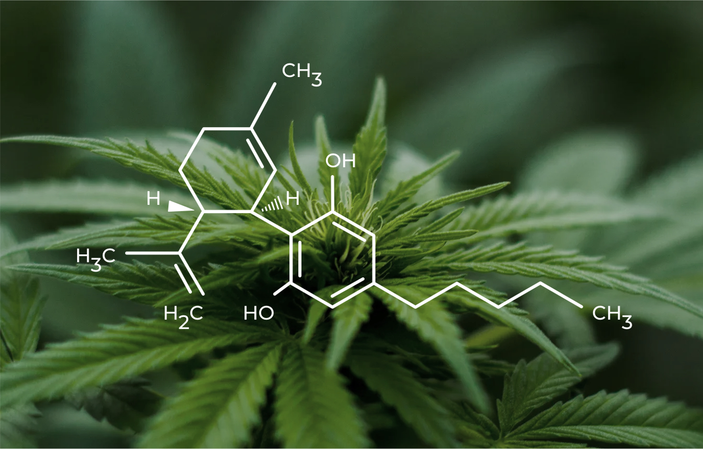 HVAD ER FULL SPECTRUM CBD?